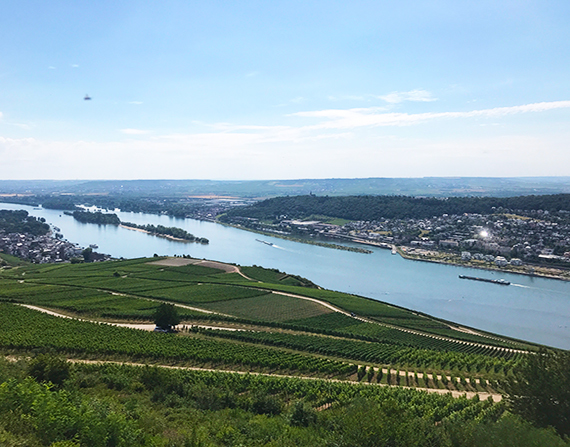 Os vinhos do Rheingau na Alemanha